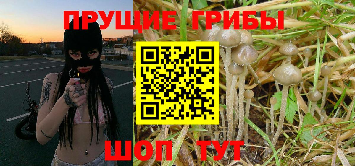 Галлюциногенные грибы Psilocybine cubensis  закладка  Зима  Вход с VPN 